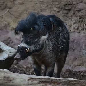 Negros Island Warty Pig - March 2018