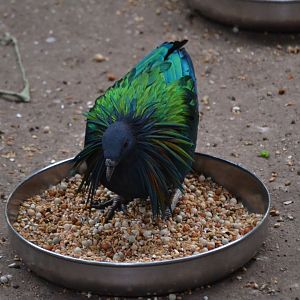 Nicobar Pigeon - March 2018