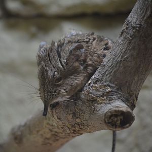 Short Eared Elephant Shrew - March 2018