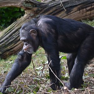 Western Common Chimpanzee - March 2018