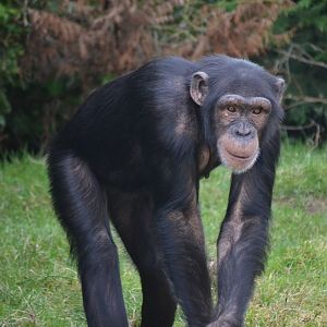 Western Common Chimpanzee - March 2018