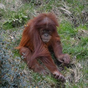 Sumatran Orangutan - March 2018