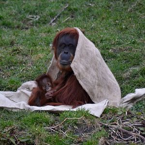 Sumatran Orangutan - March 2018