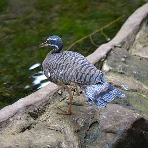 Sunbittern - March 2018