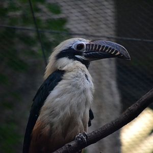 Tarictic Hornbill - March 2018