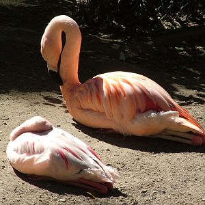 Chilean and Lesser Flamingos at Vogelpark Schifferstadt, 6th Sept 2010