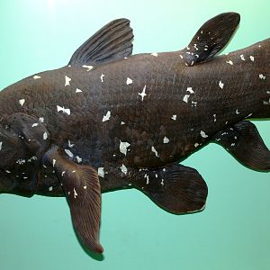 Coelacanth; Hamburg University Zoology Museum; October 2007