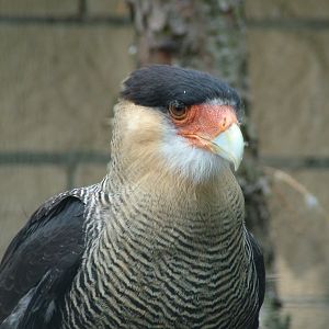 Crested Caracara at Vogelpark Neuthard, 3rd Sept 2010