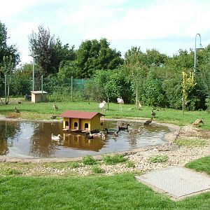 Flamingo Pool at Vogelpark Neuthard, 3rd Sept 2010