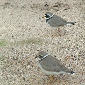 Common Ringed Plovers at Vogelpark Heglachaue, 3rd Sept 2010