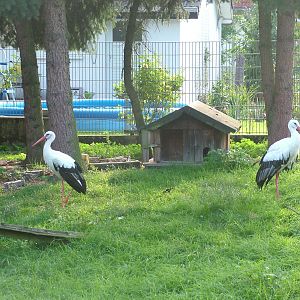 White Storks at Vogelpark Heglachaue, 3rd Sept 2010