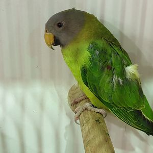 Blossom-headed parakeet