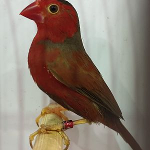 Crimson finch