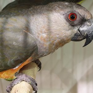 Red-bellied parrot