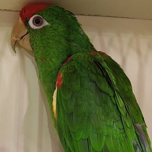 Wagler's aratinga - Aratinga frontata wagleri