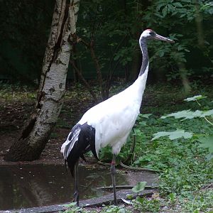 Red-crowned Crane at Vogelpark Erlenwald, 3rd Sept 2010