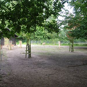 Fallow Deer Paddock at Vogelpark Erlenwald, 3rd Sept 2010