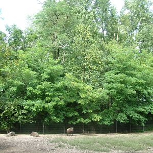 Wild Boar Paddock at Vogelpark Erlenwald, 3rd Sept 2010
