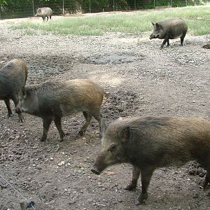 Wild Boar at Vogelpark Erlenwald, 3rd Sept 2010