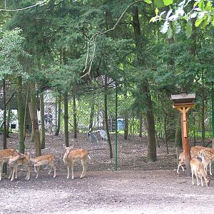 Deer and Crane Paddocks at Vogelpark Erlenwald, 3rd Sept 2010