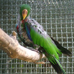 Feather-plucked Eclectus at Vogelpark Erlenwald, 3rd Sept 2010