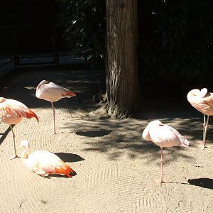 Flamingos at Vogelpark Birkenheide, 6th Sept 2010