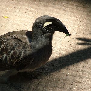 Grey Hornbill at Vogelpark Birkenheide, 6th Sept 2010