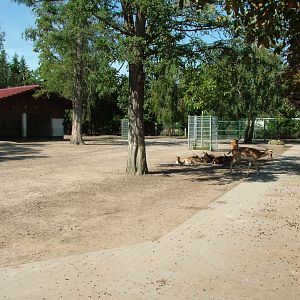 Fallow Deer Paddock at Vogelpark Birkenheide, 6th Sept 2010