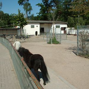 Farm Paddock at Vogelpark Birkenheide, 6th Sept 2010