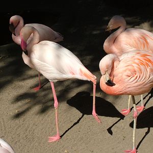Flamingos at Vogelpark Birkenheide, 6th Sept 2010