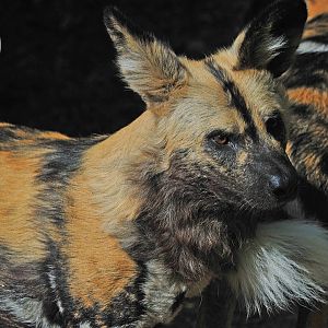 African Hunting Dog