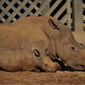 White Rhino Emily and Lottie