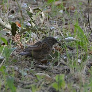 Hedge sparrow / accentor   (introduced)