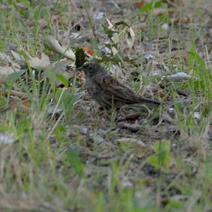 Hedge sparrow