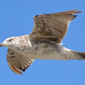 Immature Dominican gull