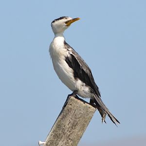 Little pied cormorant