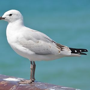Immature Red-billed or Black-billed gull ??