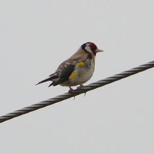 Goldfinch.   (Introduced)