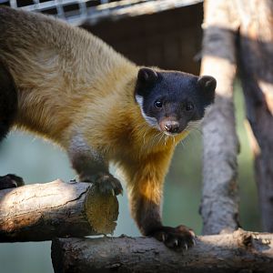 Yellow-throated marten