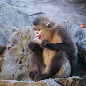 Yunnan snub-nosed monkey