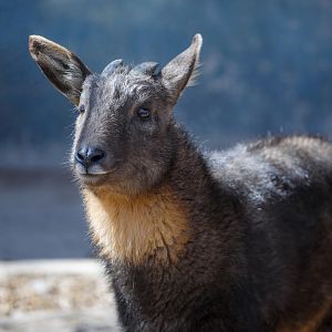 Chinese goral