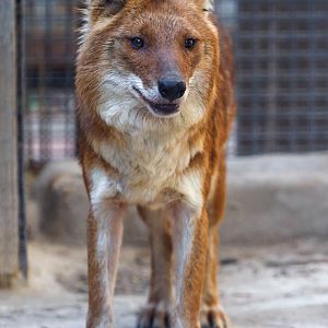 Dhole