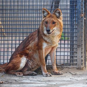 Dhole