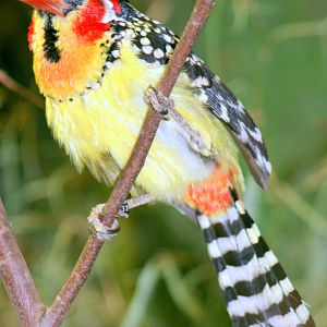 Red-and-yellow barbet; Hagenbeck; 27th June 2013
