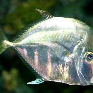 Lookdown; Hagenbeck; 26th June 2013