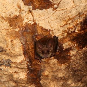 Waterhouse's leaf-nosed bat (Macrotus waterhousii)