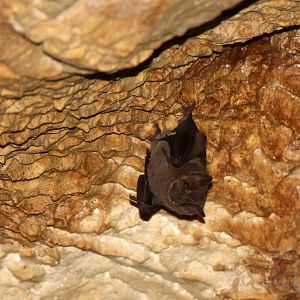 Jamaican fruit bat (Artibeus jamaicensis)
