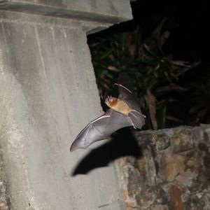 sooty mustached bat (Pteronotus quadridens)