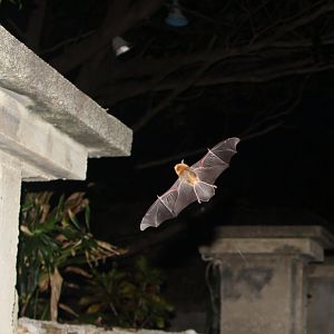 sooty mustached bat (Pteronotus quadridens)