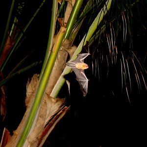 sooty mustached bat (Pteronotus quadridens)